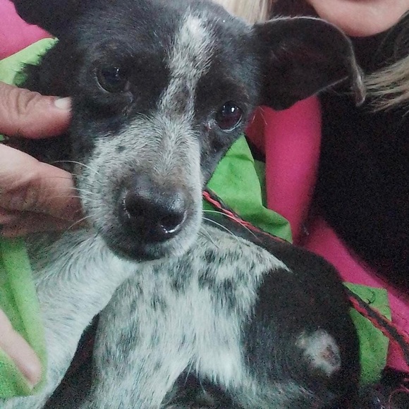 Here are some of my rescues ❤️ will add pics of every saved animal 🙏 - Picture 1 of 12